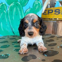 Jingle - Piebald female Dachshund puppy in Hawley, Texas from Little e Dachshunds