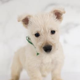 Spruce - Wheaten male Scottish Terrier puppy in Stevens, Pennsylvania from K&M Kennel