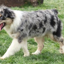 Muffin - Miniature Australian Shepherd