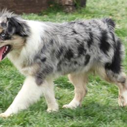 Muffin - Miniature Australian Shepherd