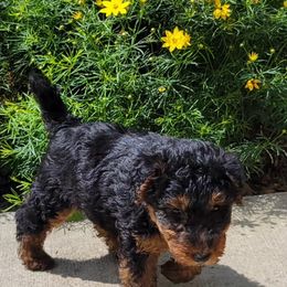 Welsh Terrier Puppies from Ashcreek Welsh Terriers