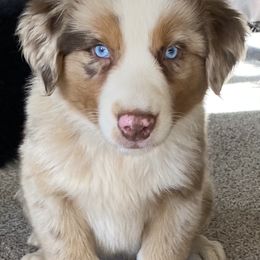 Australian Shepherd Puppies from Rolling Hills Australian Shepherds