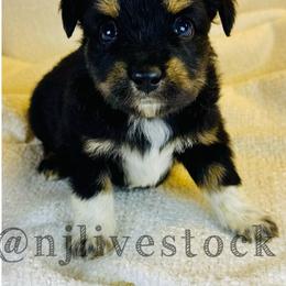 Brian - Black tri male Toy Australian Shepherd puppy in Gillette, Wyoming from Cockburn’s Toy and Mini Australian Shepherds