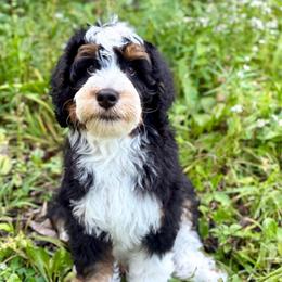 Black boy - Tri-color male Bernedoodle puppy in Waukesha, Wisconsin from Bernedoodle Boutique (and Cavapoos)