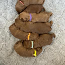 Goldendoodle Puppies from Sunnydoodle Utah