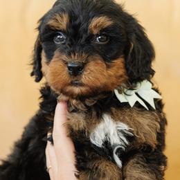 Male Mini Multigenerational Bernedoodle 'Rex' Green Collar - Phantom male Bernedoodle puppy in Kamas, Utah from A + E Farms