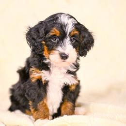 Charlie - Tri-color male Bernedoodle puppy in Dundee, Ohio from Down Home Doodle