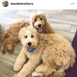 Bernedoodle, Goldendoodle, and Aussiedoodle All Grown Up from Arizona Goldendoodles