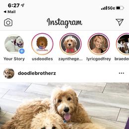 Bernedoodle, Goldendoodle, and Aussiedoodle All Grown Up from Arizona Goldendoodles