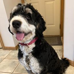 Bernedoodles from B'doodle