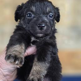 G2 - Black & white female Miniature Australian Shepherd puppy in Citra, Florida from Southpaw Herders LLC