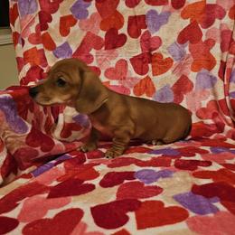 Boy 1 - Red male Dachshund puppy in Springfield, Kentucky from Tilley's Mini Dachshunds