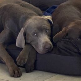 Dilute Retrievers from Vanessa Ramírez