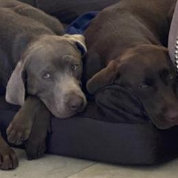 Dilute Retrievers from Vanessa Ramírez