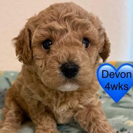 Devon - Apricot male Poodle puppy in Bedford, Texas from S.H.A.R.P.’s Toy Poodles