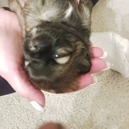 Shih Tzu Puppies from Peterson Shih Tzus