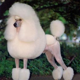 Poodles from Ridgewood Standard Poodles