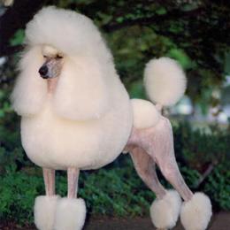 Poodles from Ridgewood Standard Poodles
