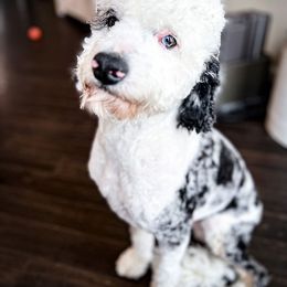 Marshall - Bernedoodle