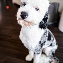 Marshall - Bernedoodle
