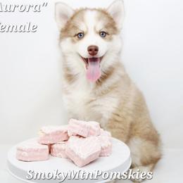 Aurora SALE 3000 - Chocolate female Pomsky puppy in Christiana, Tennessee from Smoky Mountain Pomskies
