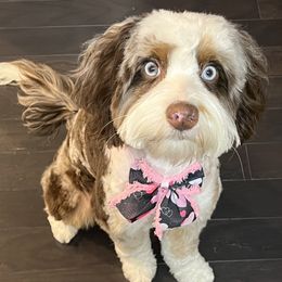 Marli - Bernedoodle