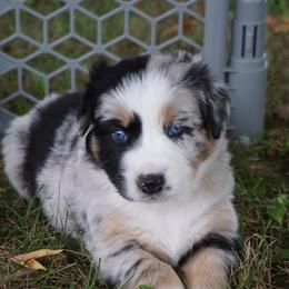 Australian Shepherd Puppies from MilkyWay Aussies with Tails