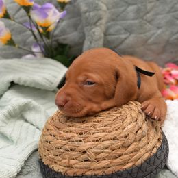 Mr. Black - Golden rust male Vizsla puppy in Lexington, Kentucky from Summit Vizsla (we can deliver to you)