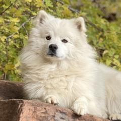 Renzo - American Eskimo Dog