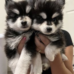 Pomsky Puppies from Peekaboo Pomskies