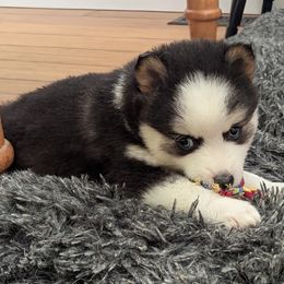 MxE B4 - Black and white male Pomsky puppy in Charlotte, Michigan from Moore Pomskies