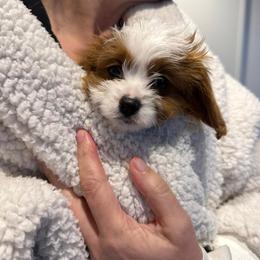 Bernedoodle and Cavapoo All Grown Up from FIRMAN & INA TROYER