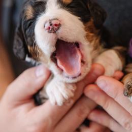 Bernedoodle and Bernese Mountain Dog Puppies from A + E Farms