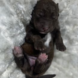 Bernedoodle Puppies from Jeanie’s Doodles