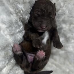 Bernedoodle Puppies from Jeanie’s Doodles