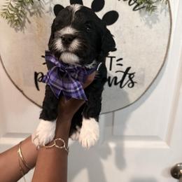 Maddy - Black and white female Cavapoo puppy in Riverview, Florida from Doodley Doodles