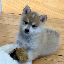 Valor - Wolf sable male Pomsky puppy in Doon, Iowa from Luxury Pomsky