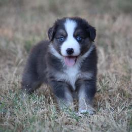 Boy 4 - male Australian Shepherd puppy in Wolfe City, Texas from Susan Warnock