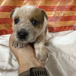 Stripes - Red speckled female Australian Cattle Dog puppy in Lynd, Minnesota from Diamond Falls Cattle Dogs
