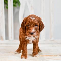 Aussiedoodle, Bernedoodle, Goldendoodle, and Irish Doodle Puppies from Sun Valley Goldendoodles