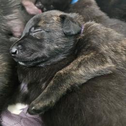 Purple collar boy - Black brindle male Dutch Shepherd puppy in Howey In The Hills, Florida from MAC K9 Dutch Shepherds