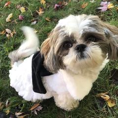 Cavalier King Charles Spaniels and Cavatzus from Amy’s Puppy Tzu