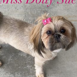 Dolly - Shih Tzu