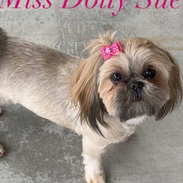 Dolly - Shih Tzu