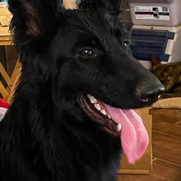 Arlo - German Shepherd