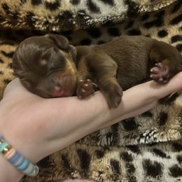 Dachshund and Poodle Puppies from Arkansas Standard Poodles & Dachshunds