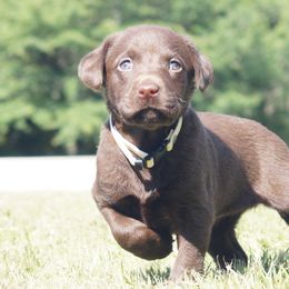 Labrador Retriever Puppies from Dry Pond Retrievers, LLC