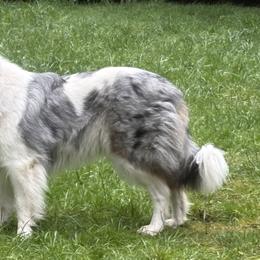 Jess - Old Time Scotch Collie