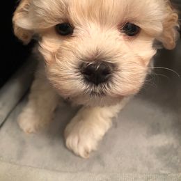 Baxter - Maltipoo puppy from Debra Stacey's Maltipoo Puppies