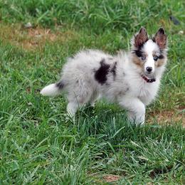 Rottweiler and Shetland Sheepdog Puppies from Mountain High Kennels